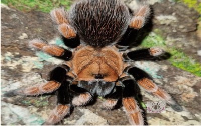 Aphonopelma bicoloratum sling Tarantula